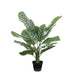 Calathea Plant Green 63cm Pack of 2