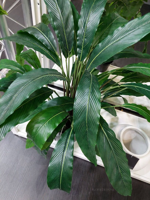 Calathea Plant Green 60cm Pack of 2