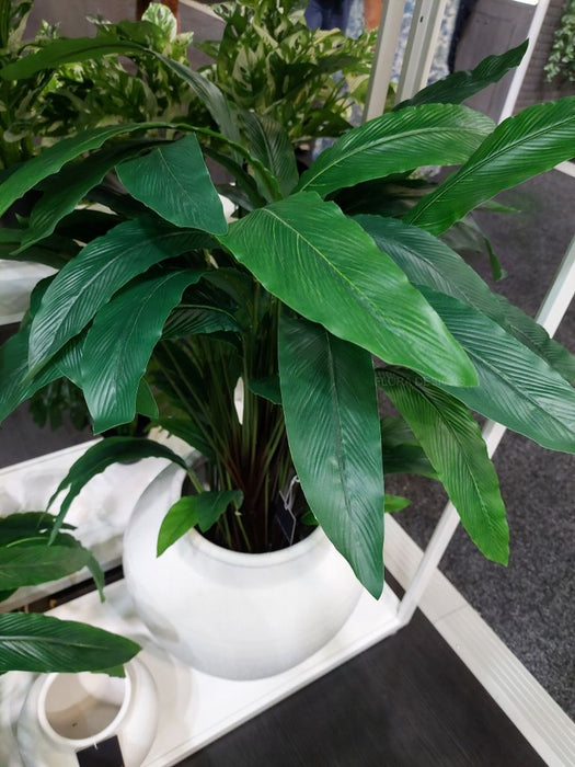 Calathea Plant Green 90cm Pack of 2