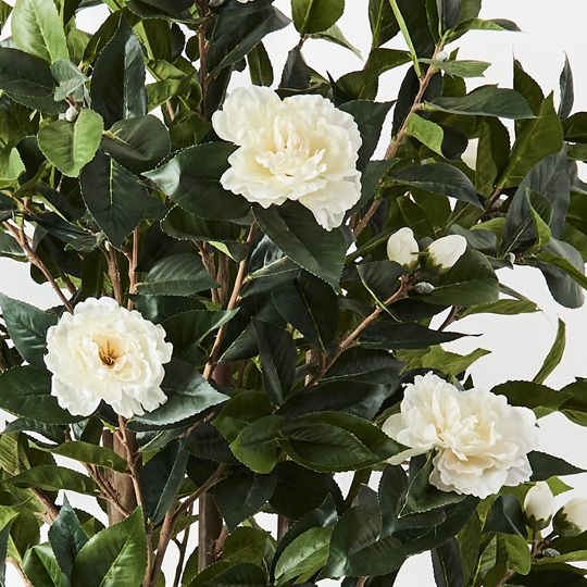 Camellia Flowering Tree White 150cm Pack of 2