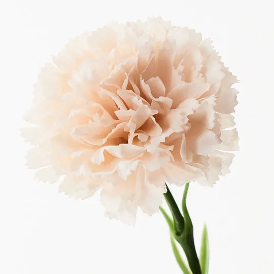 Carnation Stem 47cm Soft Pink Pack of 12