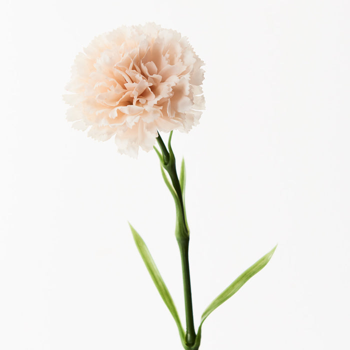 Carnation Stem 47cm Soft Pink Pack of 12