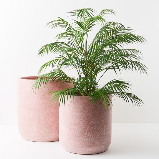 Cenzo Ash Pink Pot Pack of 2 50cm