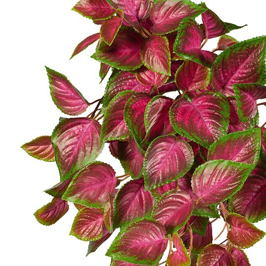 Coleus Hanging Bush UV Resistant Pink Green 52cm Pack of 12