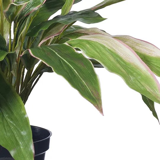 Cordyline Plant Green Pink 40cm Pack of 2