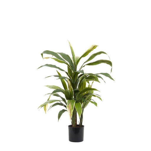 Cordyline Plant Green and Yellow 75cm