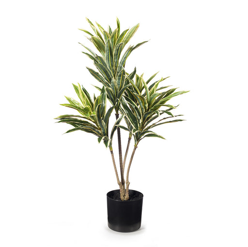 Cordyline Plant Variegated 66cm Pack of 2