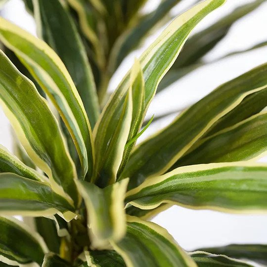 Cordyline Plant Variegated 66cm Pack of 2