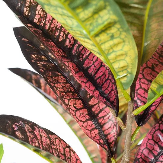 Croton Plant Green Red 63cm Pack of 2