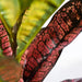Croton Plant Green Red 88cm Pack of 2