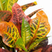 Croton Plant Orange Green 54cm Pack of 2