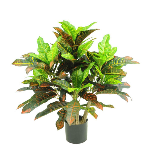 Croton Tree In Black Pot 63cm