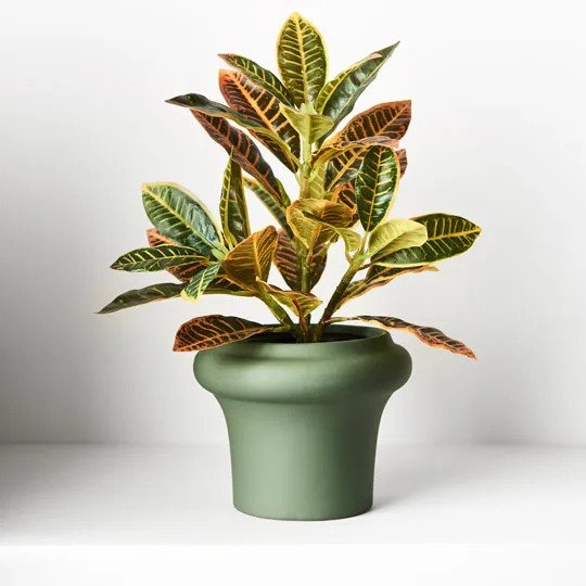 Croton in Pot Green Red 26cm Pack of 6