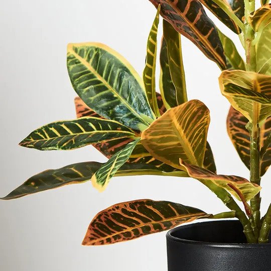 Croton in Pot Green Red 26cm Pack of 6