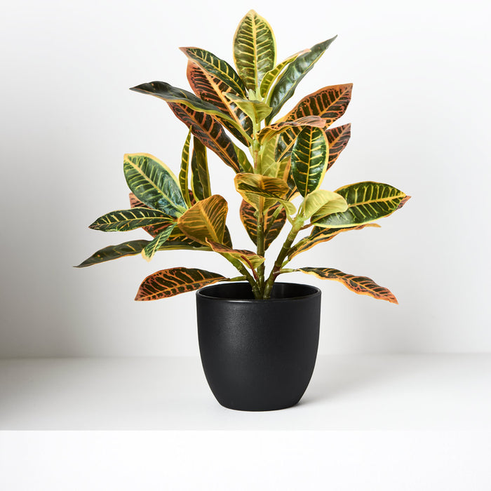 Croton in Pot Green Red 26cm Pack of 6