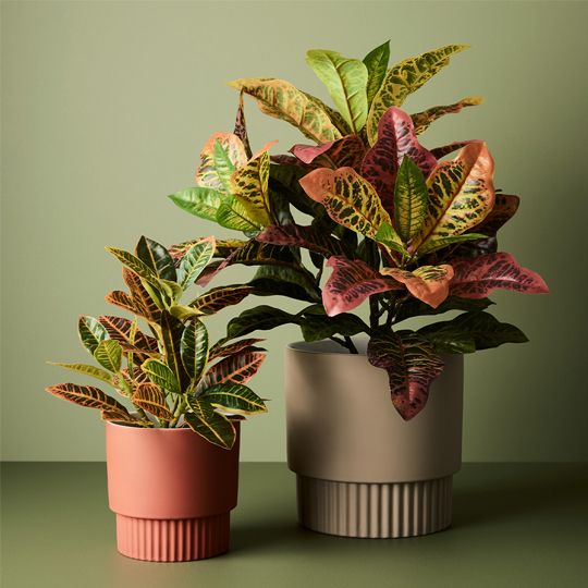 Croton in Pot Green Red 26cm Pack of 6