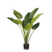 Curcuma Leaf Plant Green 100cm Pack of 2