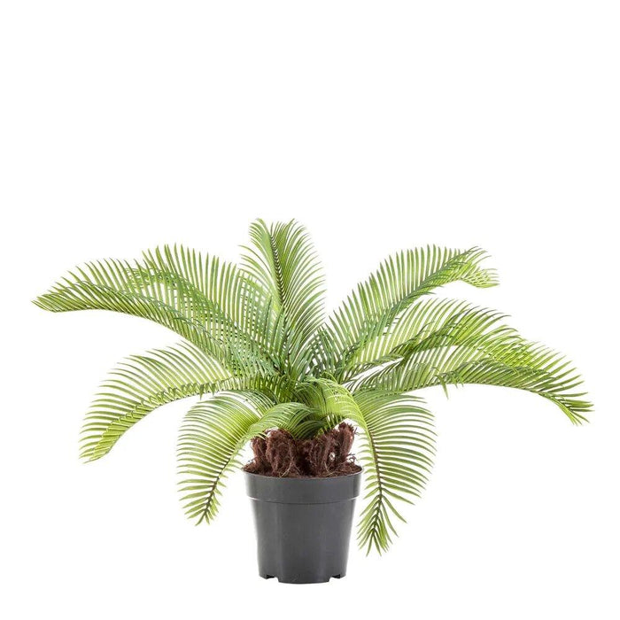 Cycad Palm Plant 53cm