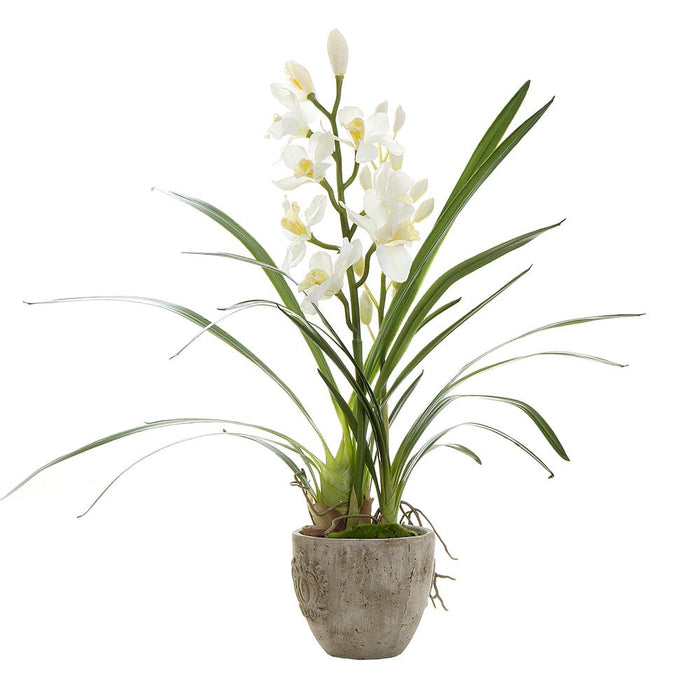 Cymbidium Orchid Plant White In Pot 80cm