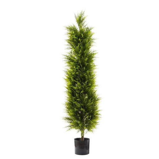 Cypress Pine 150cm