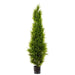 Cypress Pine 180cm