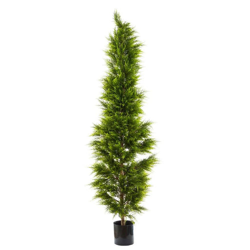Cypress Pine 200cm