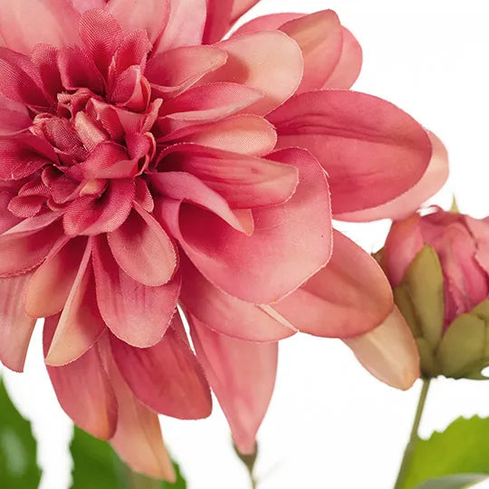 Dahlia Pompon 65cm Mauve Pink Pack of 12