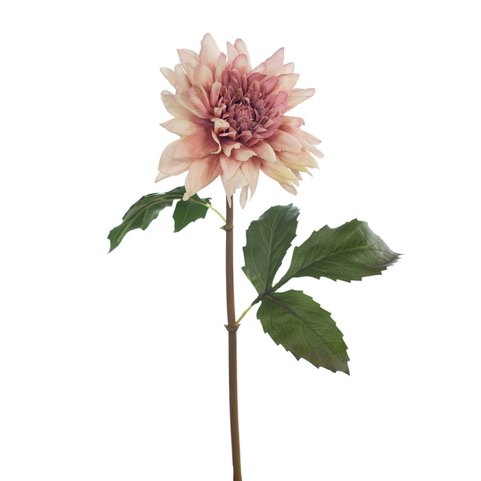 Dahlia Star 50cm Dusty Mauve Pink Pack of 12