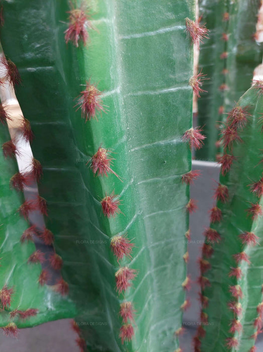 Desert Cactus 156cm