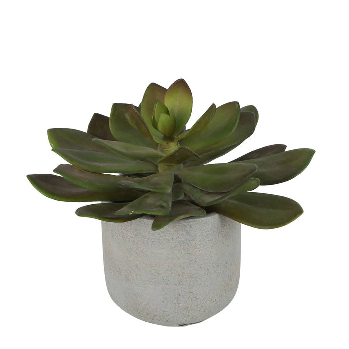Desert Succulent Pot 20cm Green Set of 4