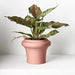 Dieffenbachia in Pot Green Red 25cm Pack of 6