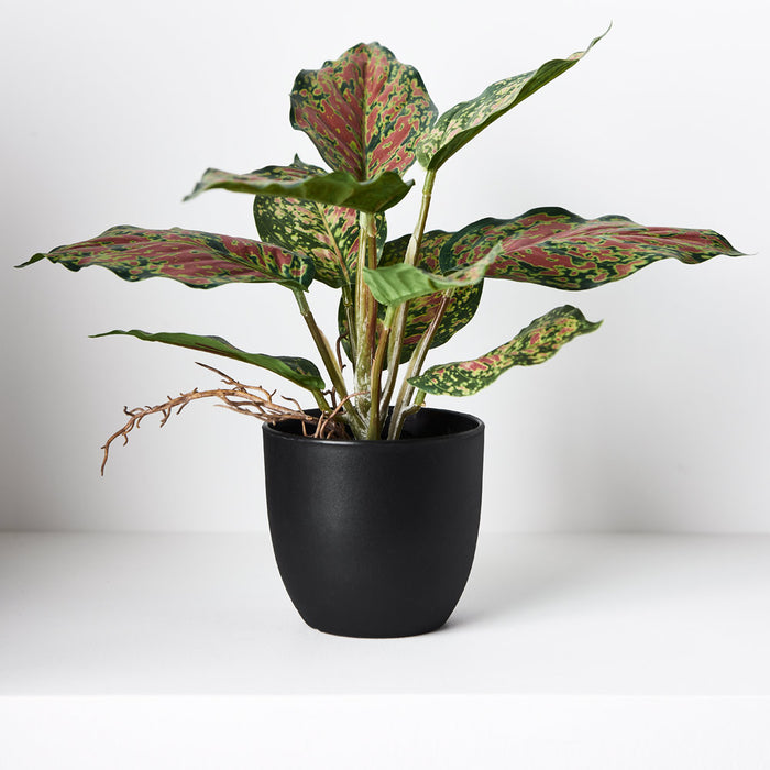 Dieffenbachia in Pot Green Red 25cm Pack of 6
