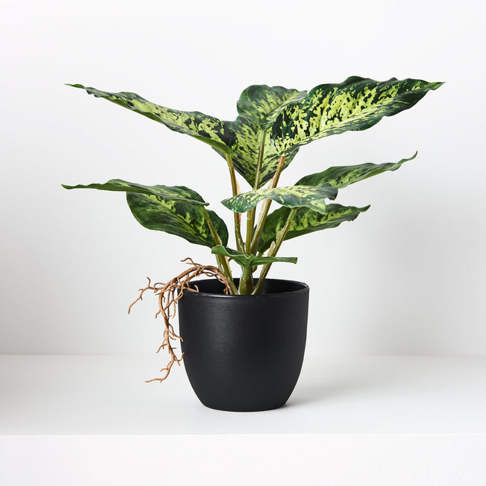Dieffenbachia in Pot Variegated 25cm Pack of 6