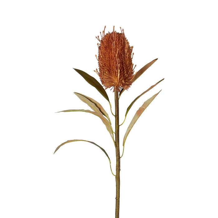 Dried Look Banksia Stem Tan 56cm Pack of 12