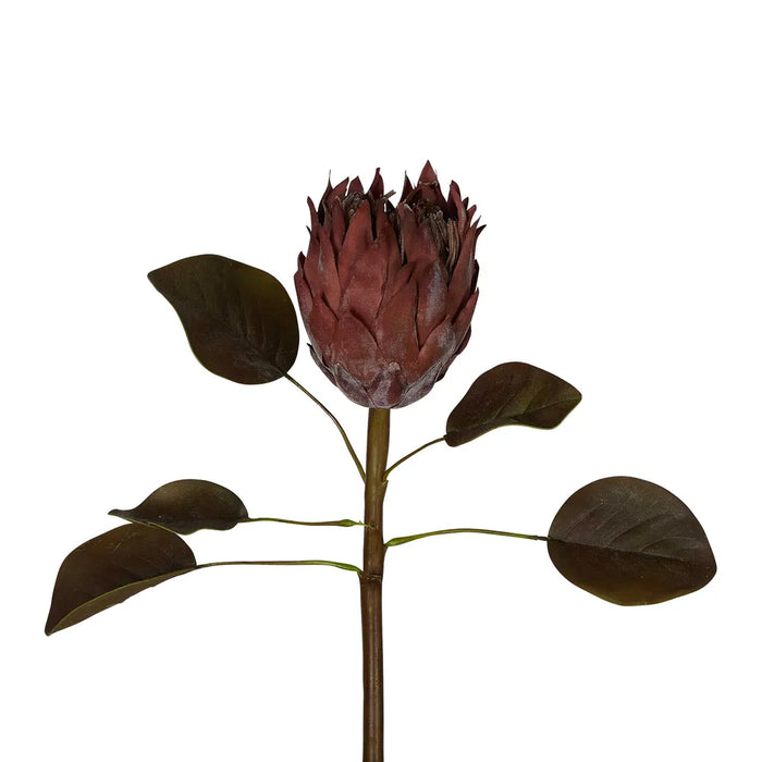 Dried Look Protea Stem With Leaves 60cm Brown Pack of 12