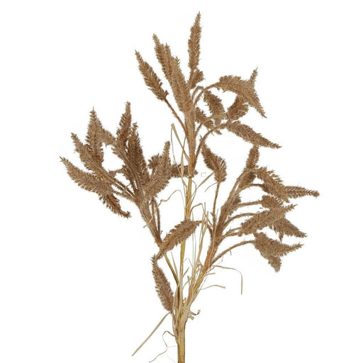 Dried Wheat Grass Stem 63cm Brown Pack of 12