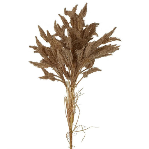 Dried Wheat Grass Stem 80cm Brown Pack of 12