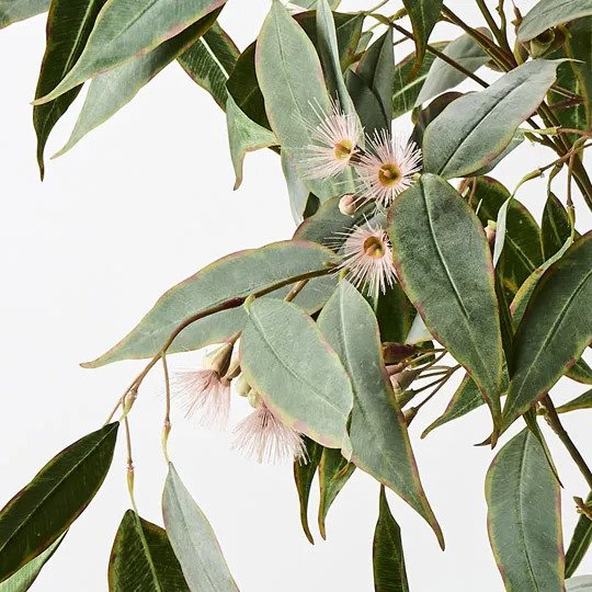 Eucalyptus Flowering Plant Pink 135cm