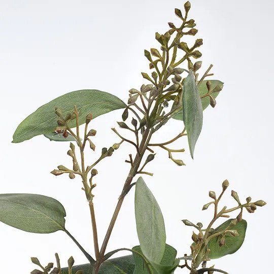 Eucalyptus Seed Plant Grey 128cm