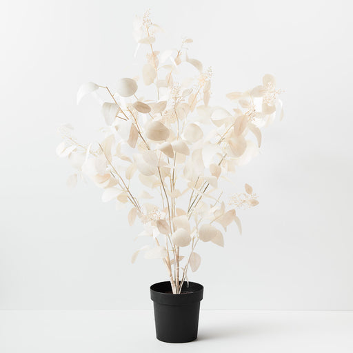 Eucalyptus Seed Plant Ivory 128cm