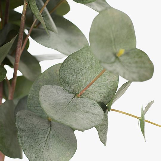 Eucalyptus Silver Dollar Bush Green Grey 55cm Pack of 6
