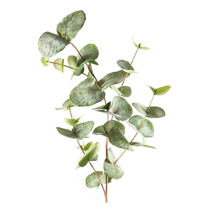 Eucalyptus Spray Mixed-Size Leaves 87cm Pack of 12