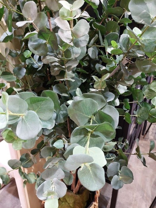 Eucalyptus Tree Green 150cm