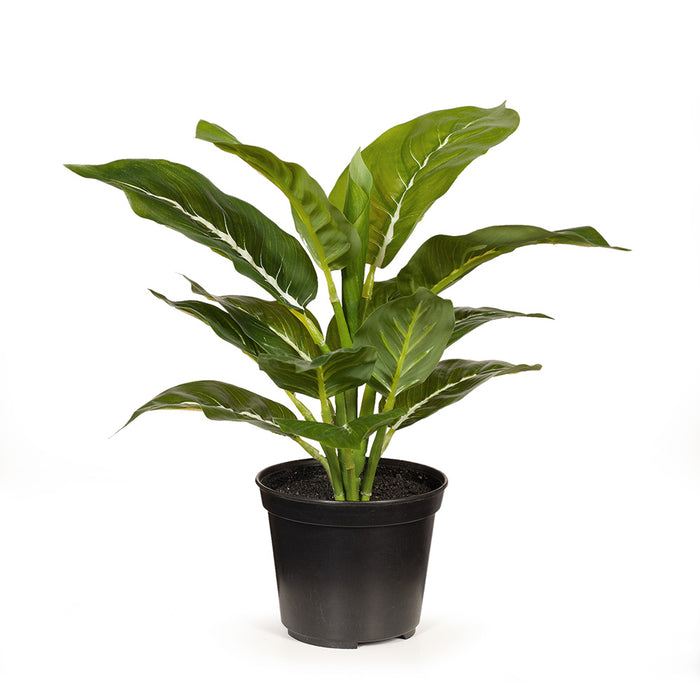 Evergreen in Pot Green 28cm Pack of 6
