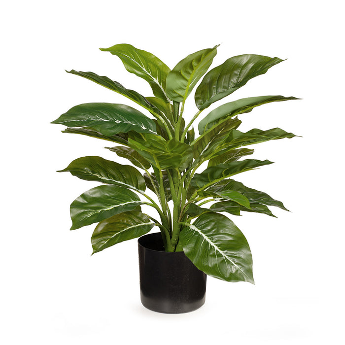 Evergreen in Pot Green 45cm Pack of 4
