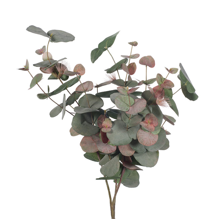 Eucalyptus Flowering Spinning Gum Bush Pink 60cm Pack of 6