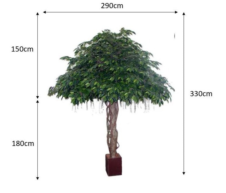 Fat Ficus Umbrella Giant 305cm