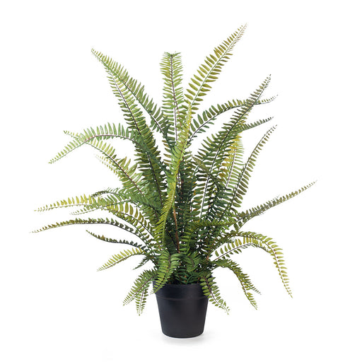 Fern Boston Plant Green 70cm Pack of 2