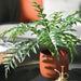 Fern Hares Foot in Pot Green 45cm Pack of 4