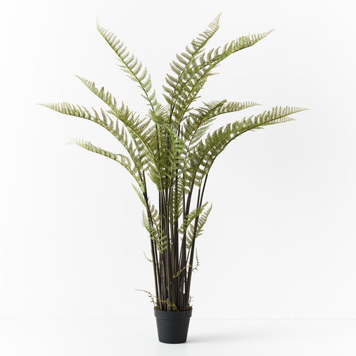 Fern Mountain Plant Green 181cm Pack of 2